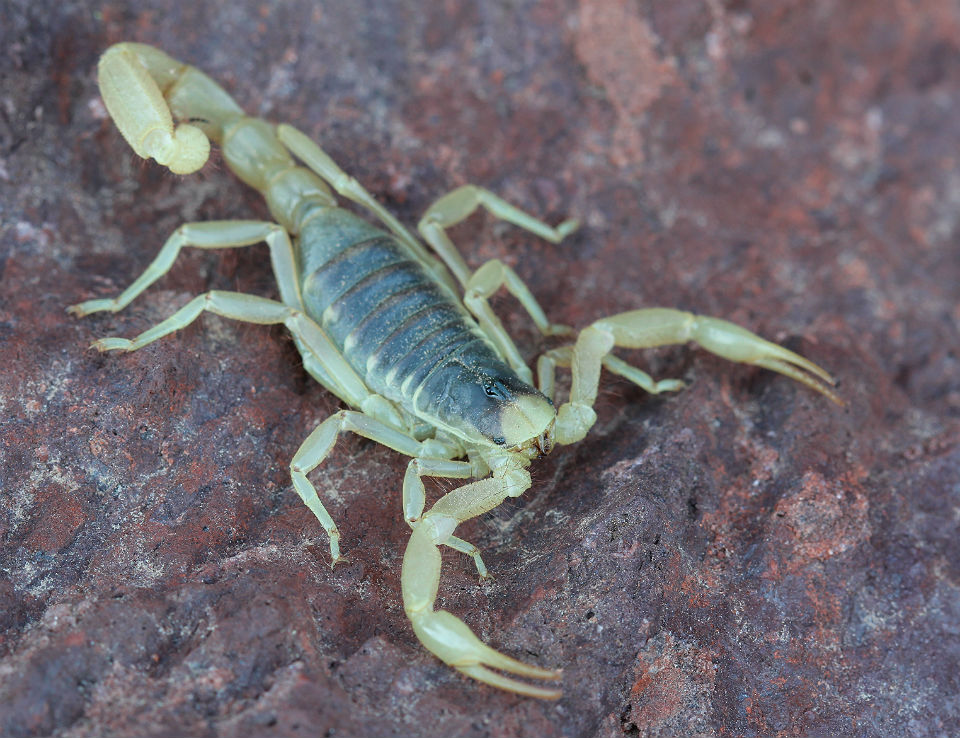 Giant Desert Hairy Scorpion